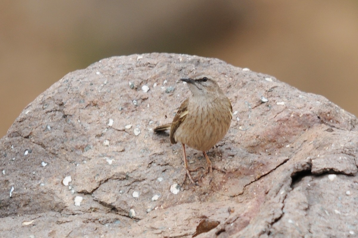 Yellow-tufted Pipit - ML216963391