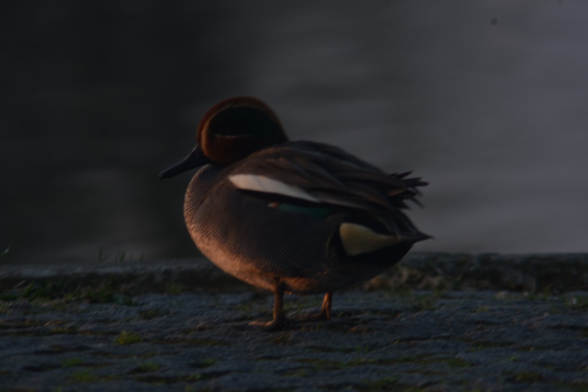 Green-winged Teal - ML216964911