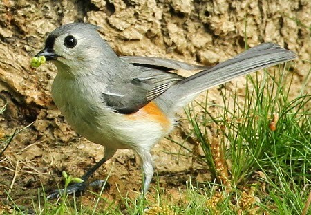 Tufted Titmouse - sicloot