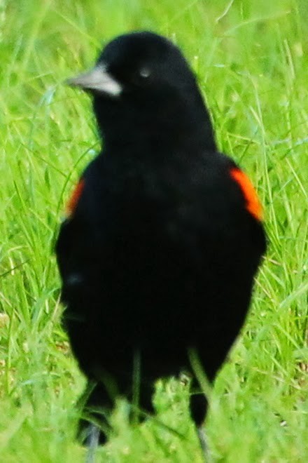 Red-winged Blackbird - ML21696601