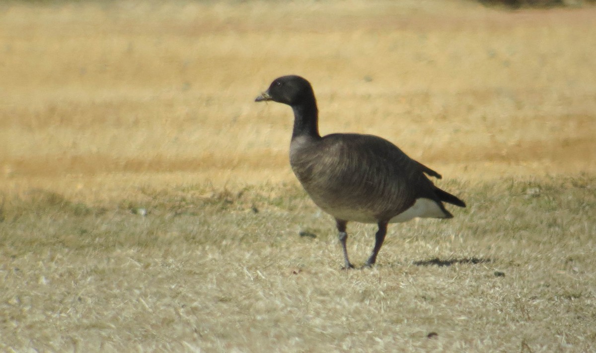 Brant x Cackling Goose (hybrid) - Doug Gochfeld
