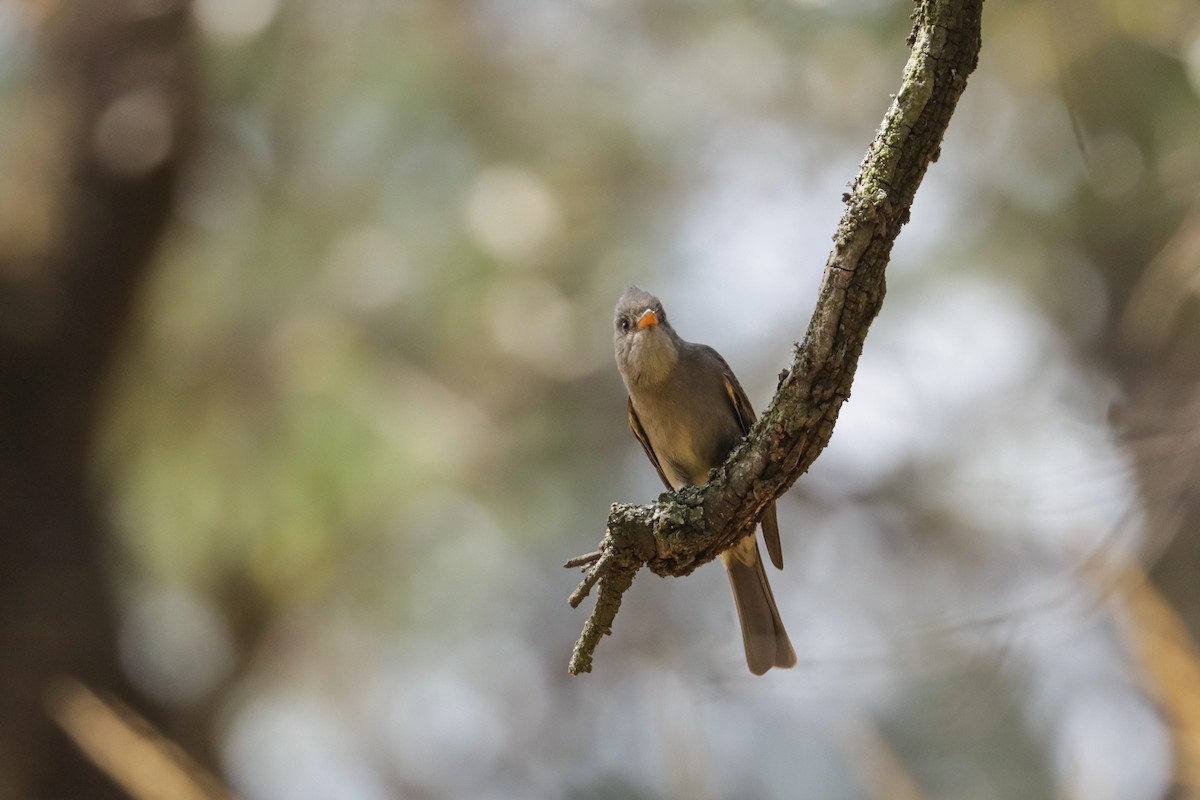 Greater Pewee - ML216968881