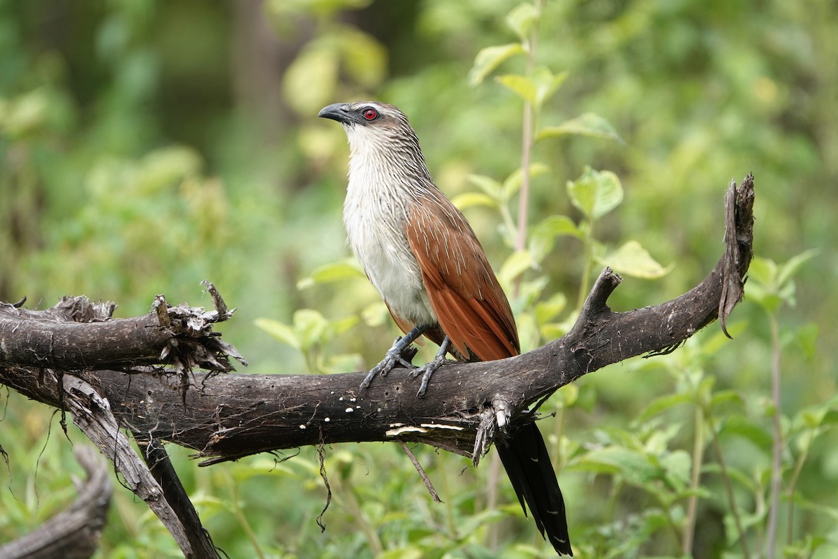 White-browed Coucal - ML216972091