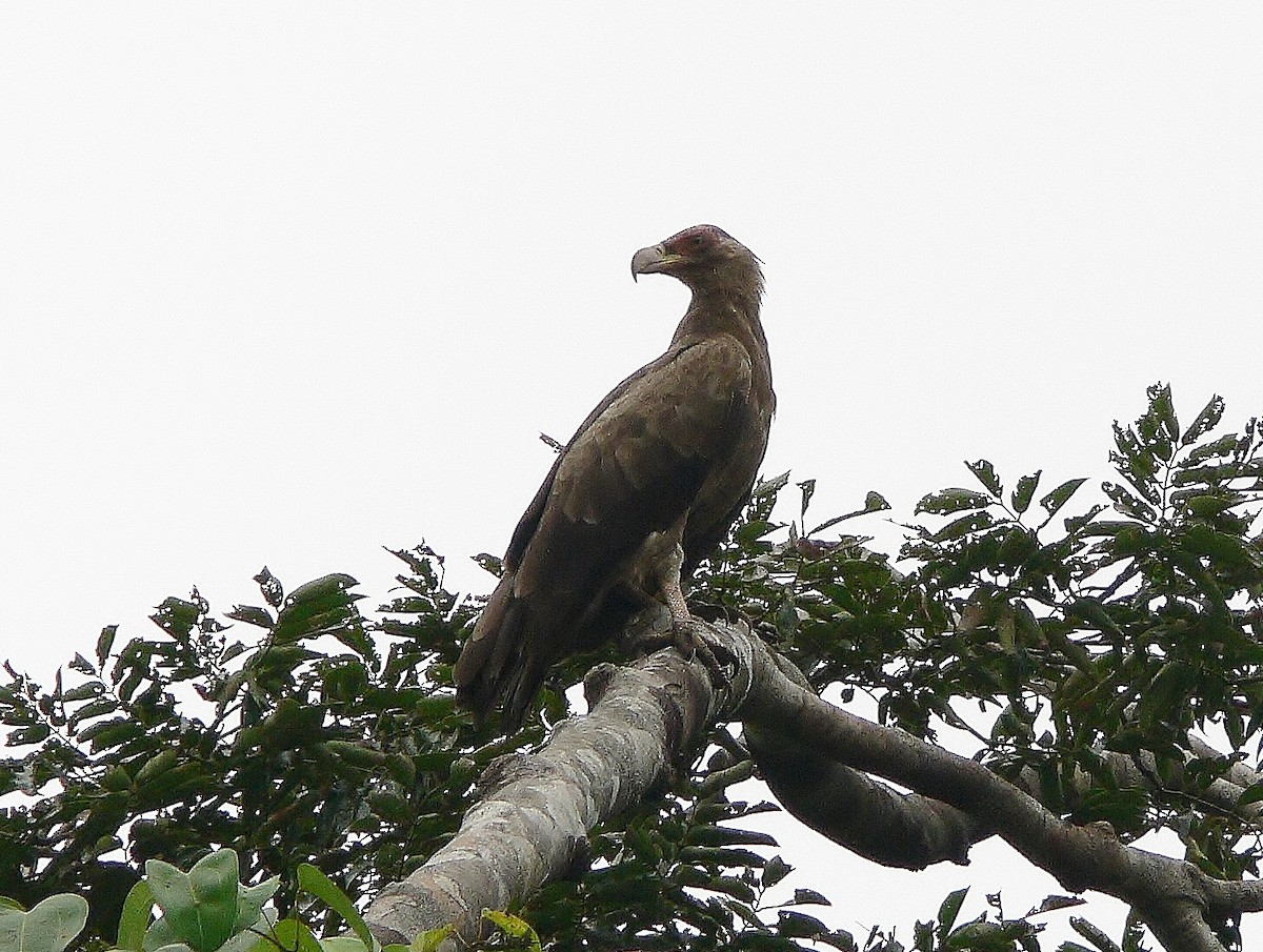 Palm-nut Vulture - ML216973891