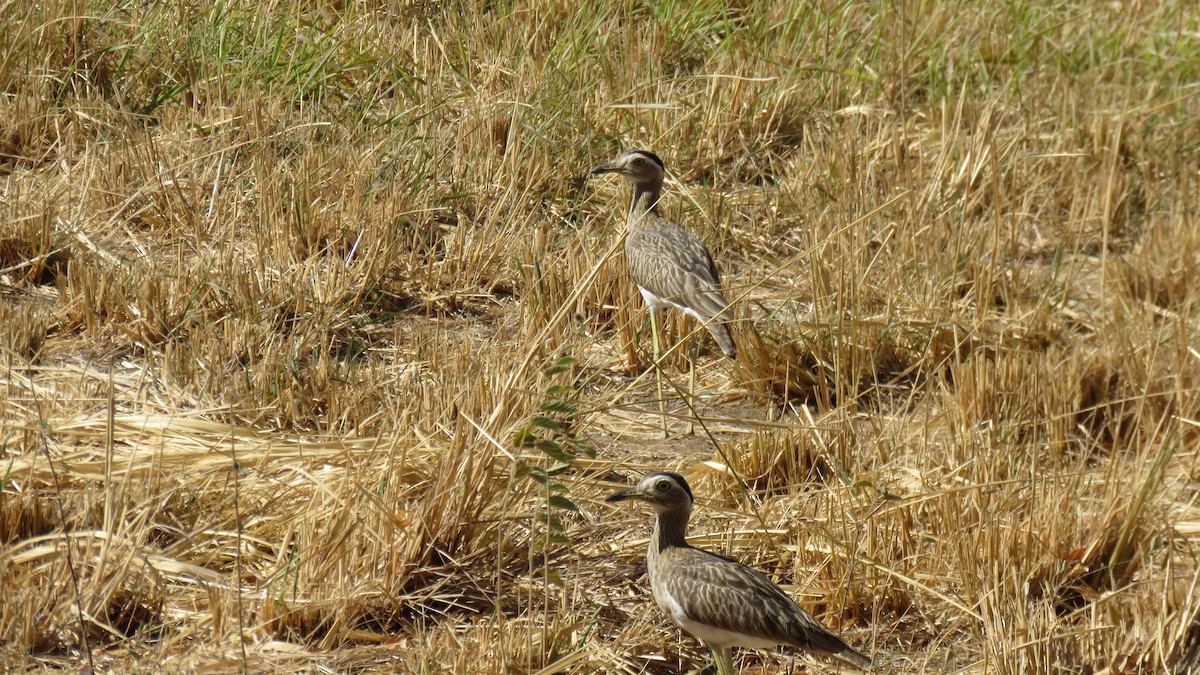 Double-striped Thick-knee - ML216974331