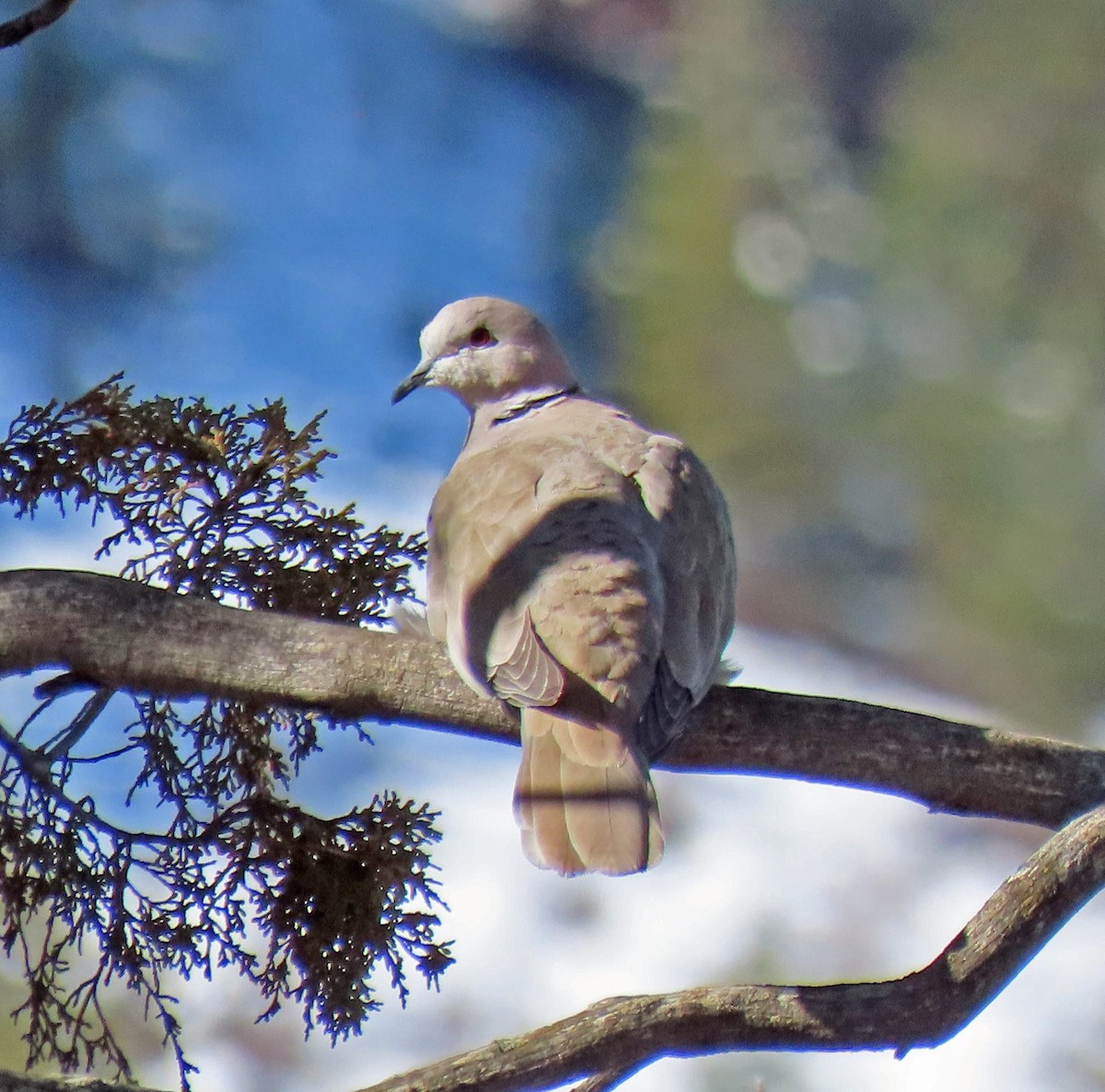 Eurasian Collared-Dove - ML216975511