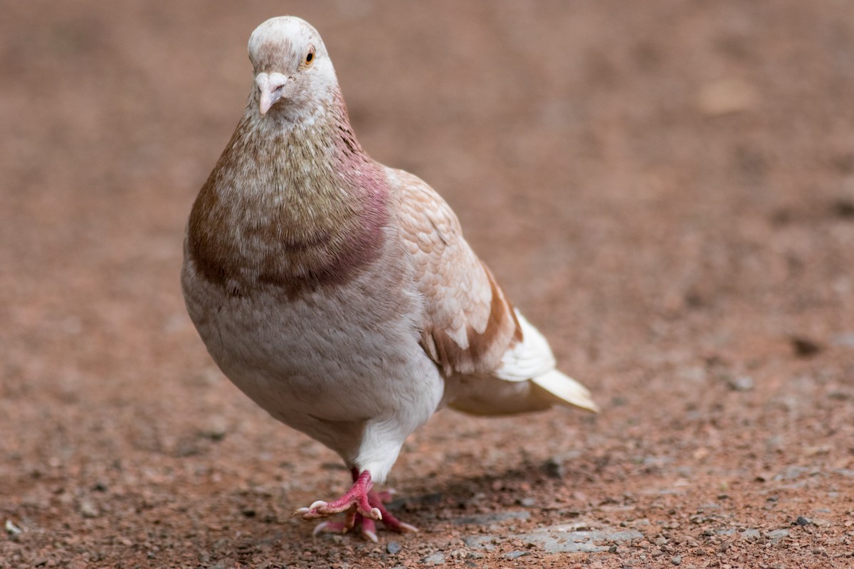 Rock Pigeon (Feral Pigeon) - ML216979941