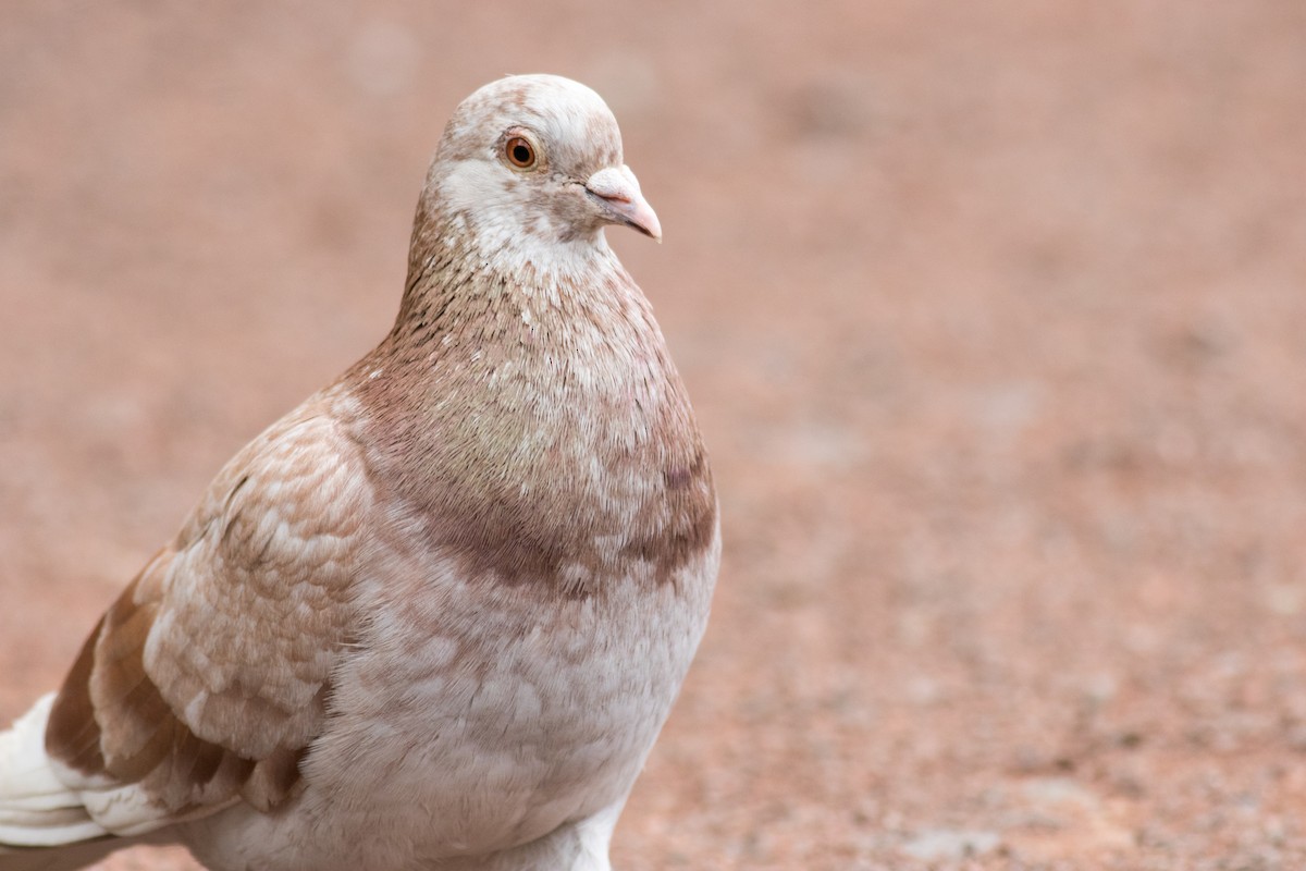 Rock Pigeon (Feral Pigeon) - ML216979951
