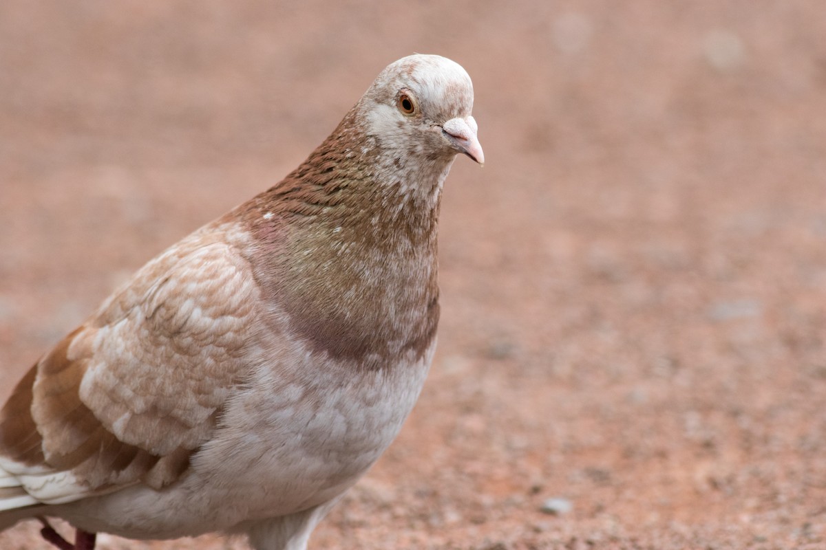 Rock Pigeon (Feral Pigeon) - ML216979961