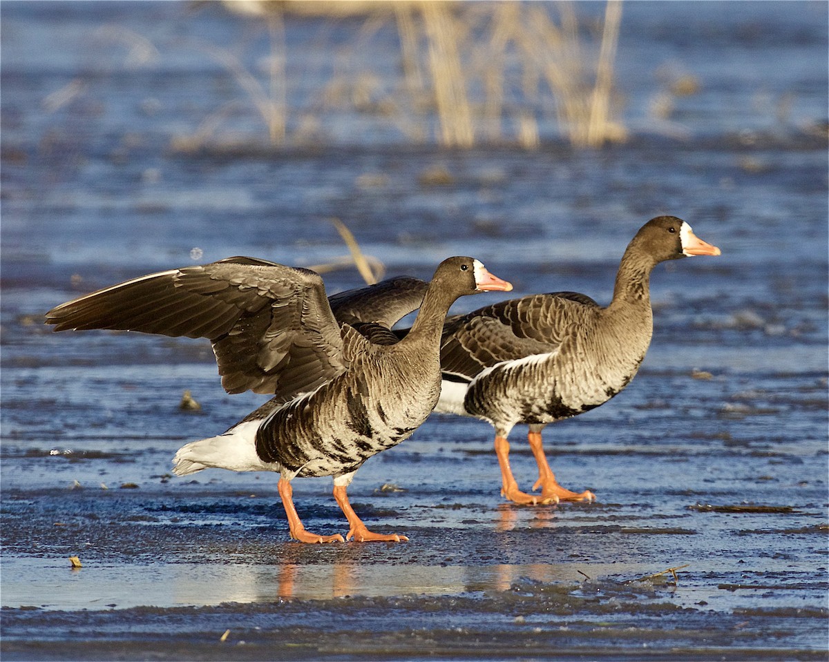 Greater White-fronted Goose - ML216984221