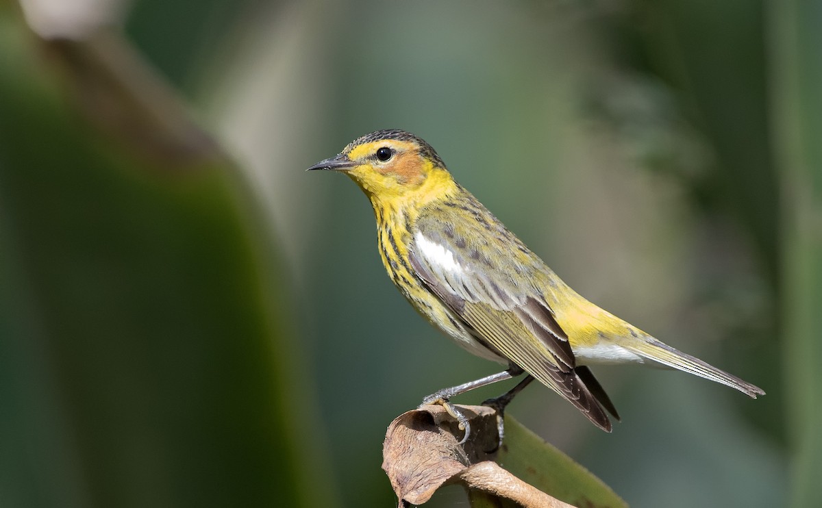 Cape May Warbler - ML216985051