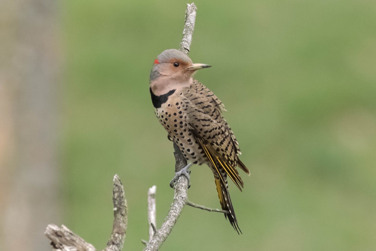 Northern Flicker (Yellow-shafted) - Michael Conner