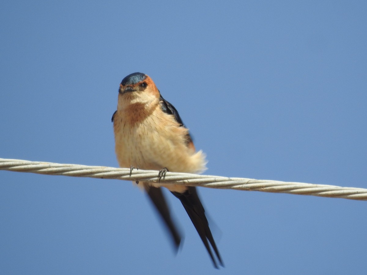 Red-rumped Swallow - ML216989441