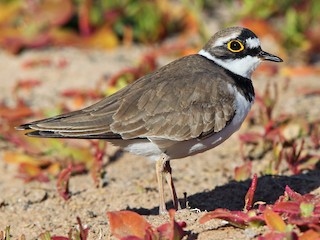  - Little Ringed Plover (curonicus)