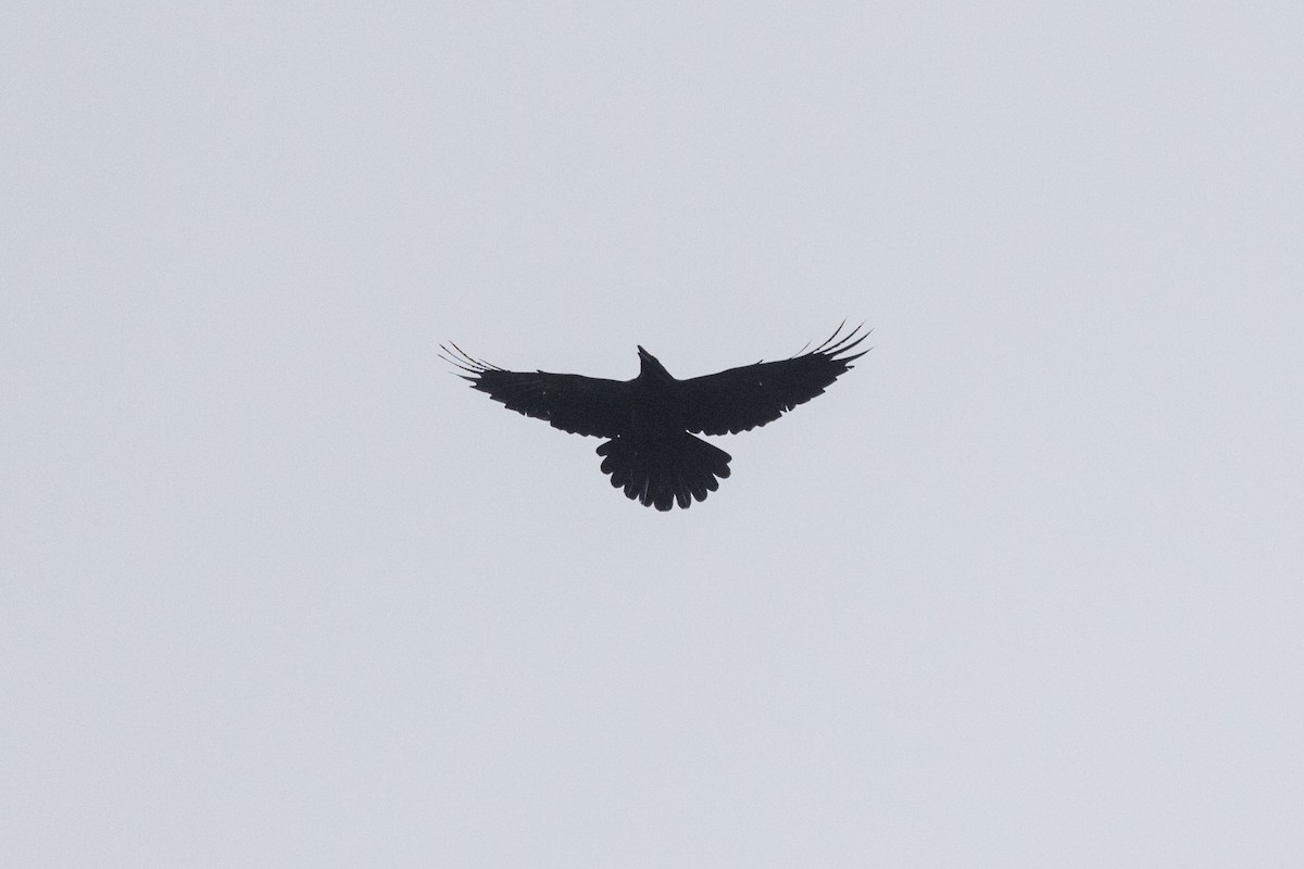 Common Raven - ML216992021