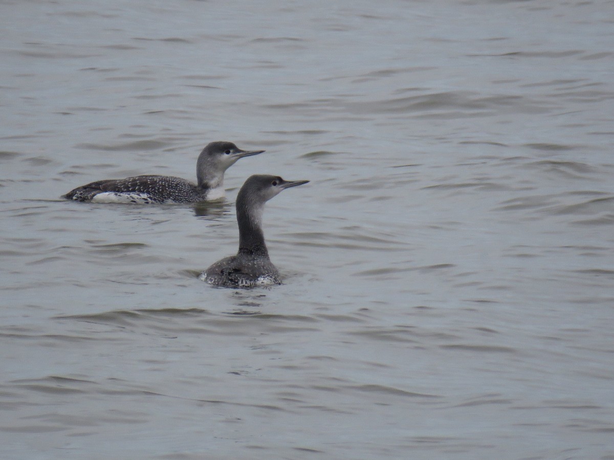 Red-throated Loon - Kenneth Bishop