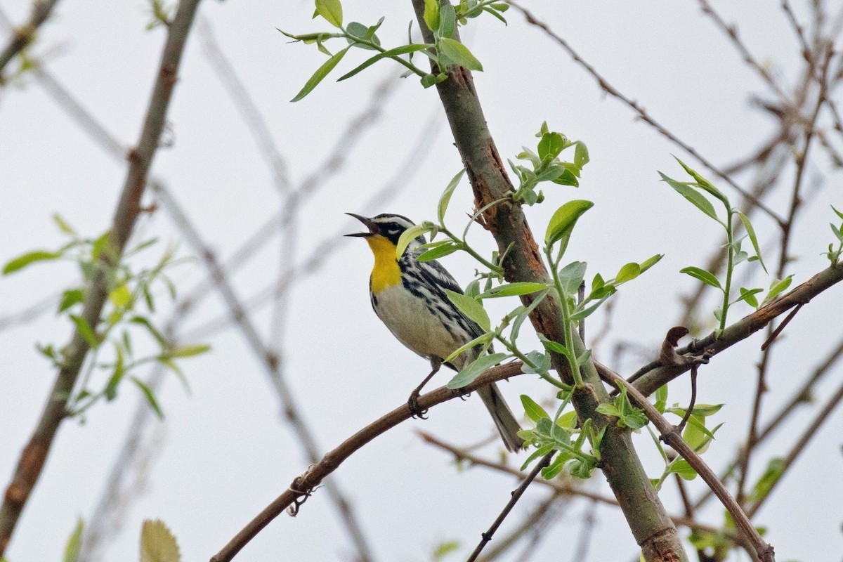 Yellow-throated Warbler - David Wetzel