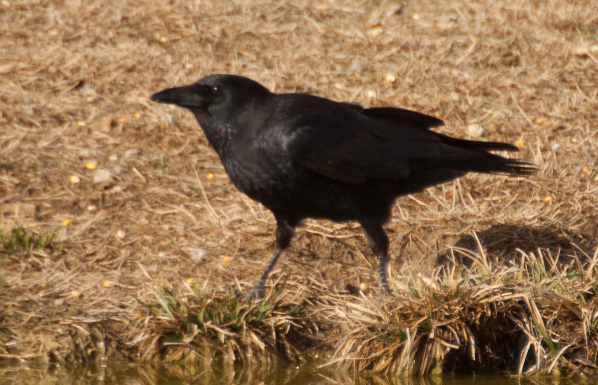Carrion Crow - José Martín