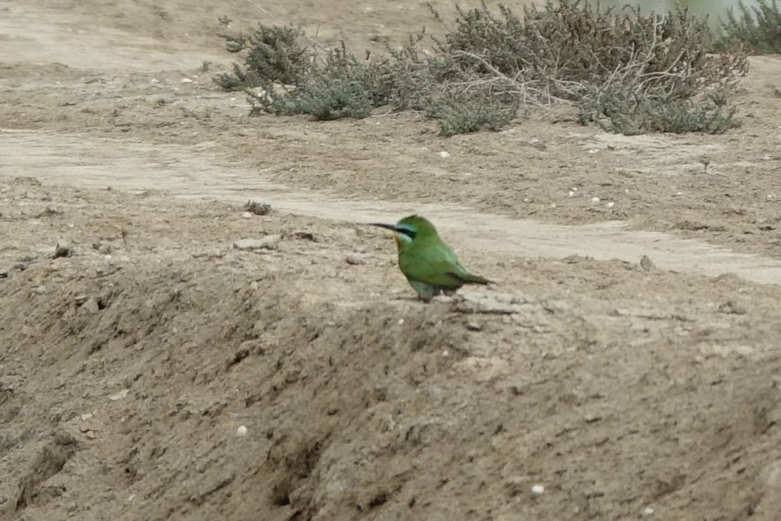 Blue-cheeked Bee-eater - ML216996161