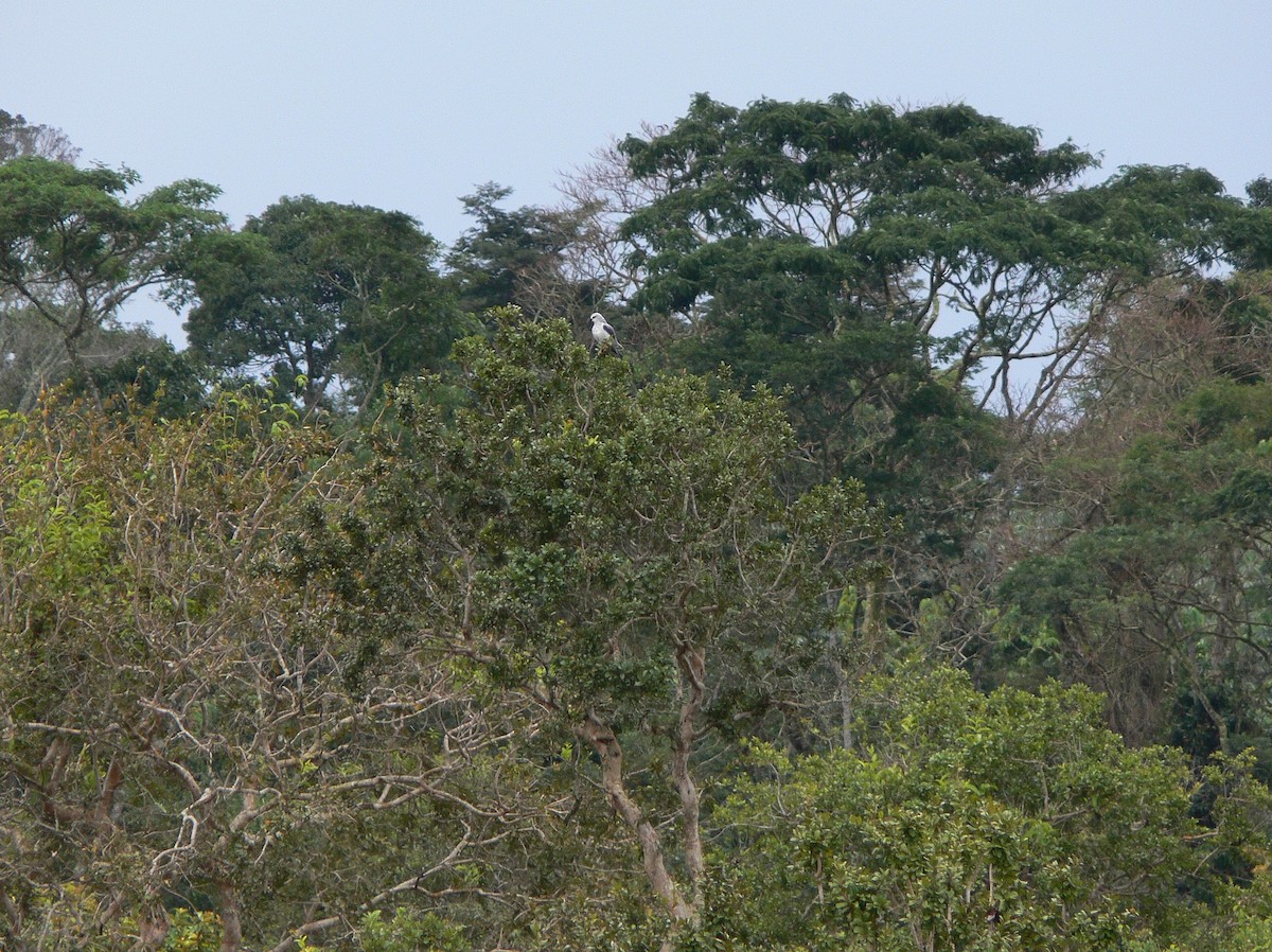 Black-winged Kite (African) - ML217001671