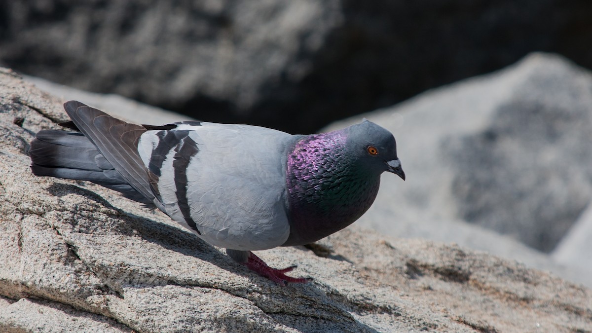 Rock Pigeon (Feral Pigeon) - Roger Schroeder