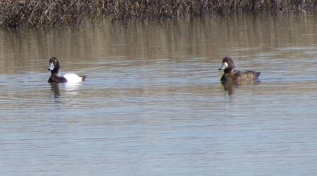 Greater Scaup - Kathleen Anderson