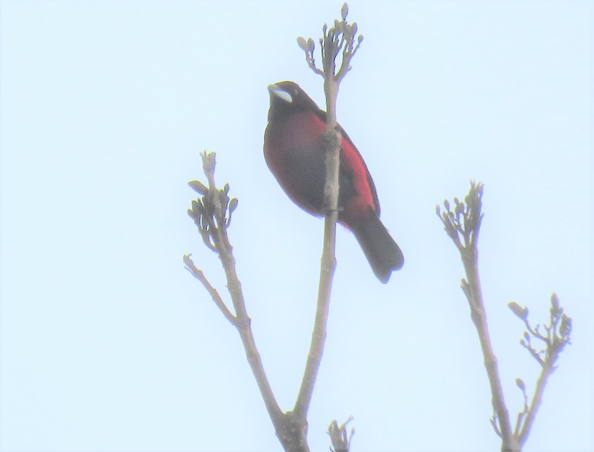 Crimson-backed Tanager - Michel Turcot
