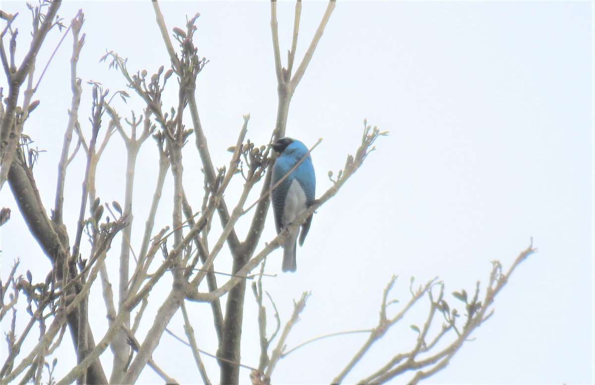 Swallow Tanager - ML217011761
