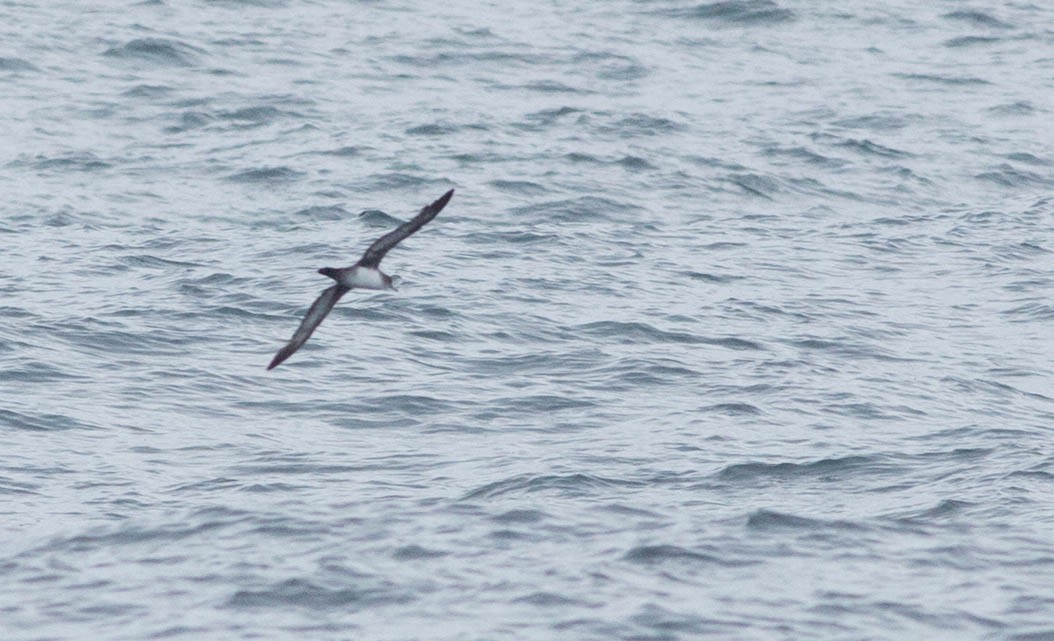 Pink-footed Shearwater - ML217016251
