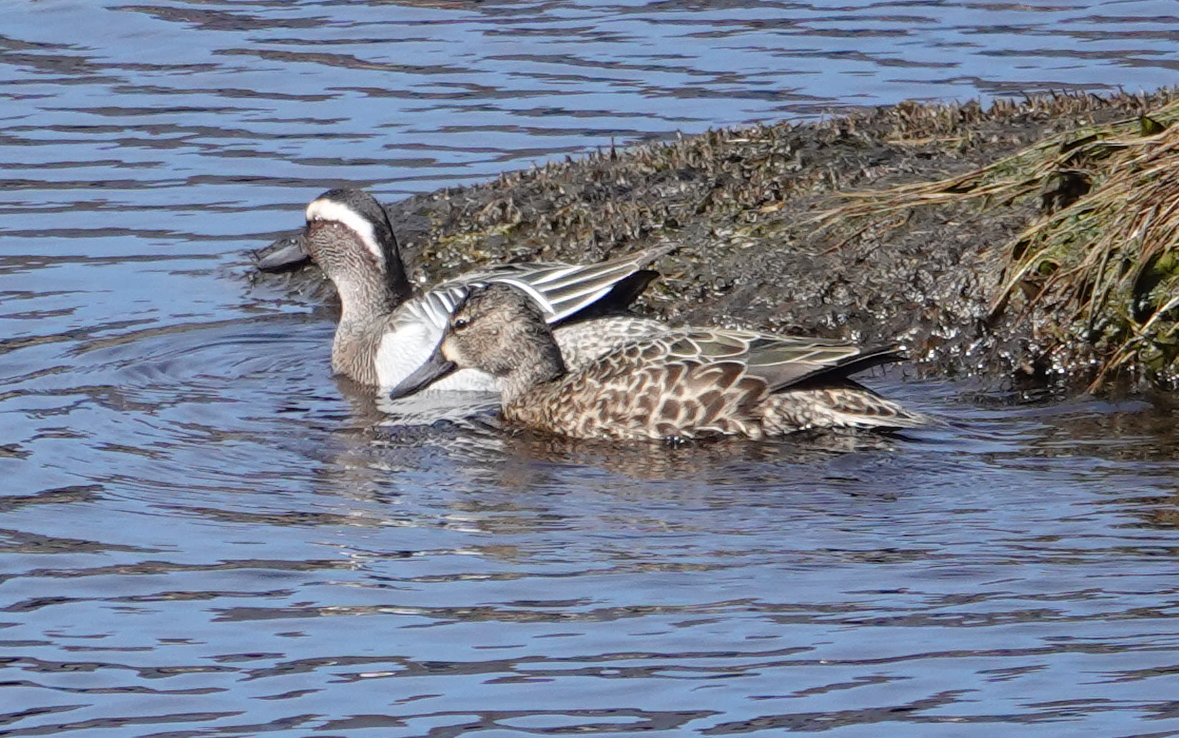 Blue-winged Teal - ML217020901