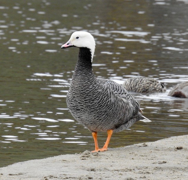 Emperor Goose - eBird