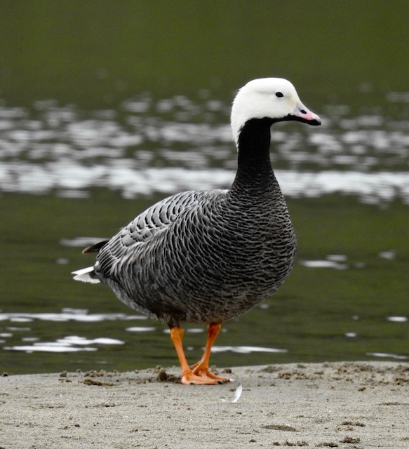 Emperor Goose - eBird