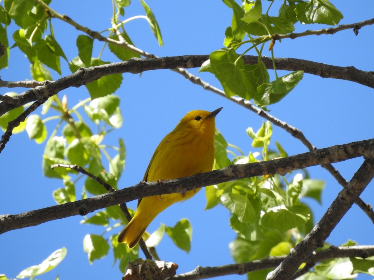 Yellow Warbler - H.M. Hofling