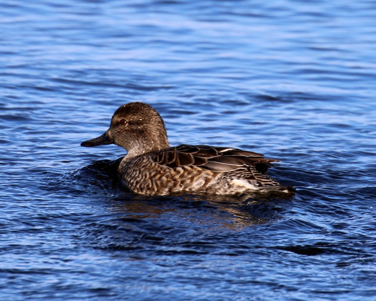 Green-winged Teal - ML21703041
