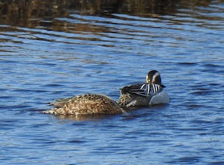 Blue-winged Teal, ML217034671