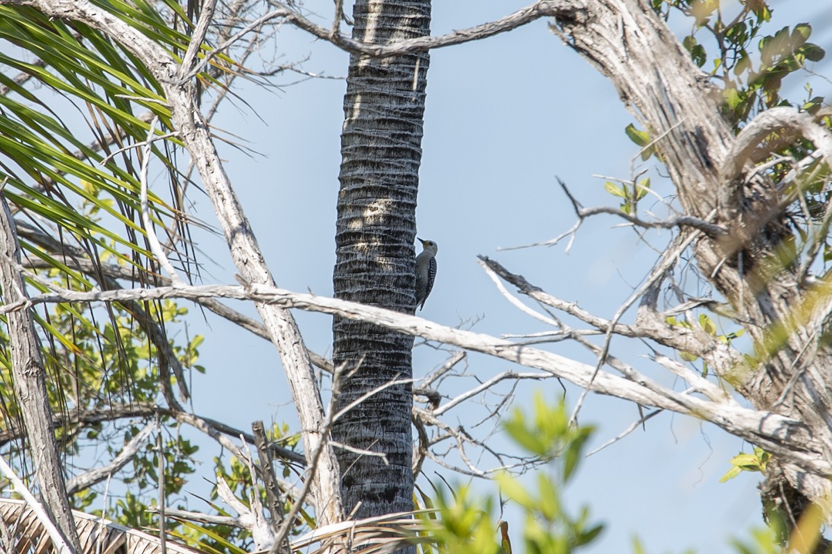 Yucatan Woodpecker - ML217035461