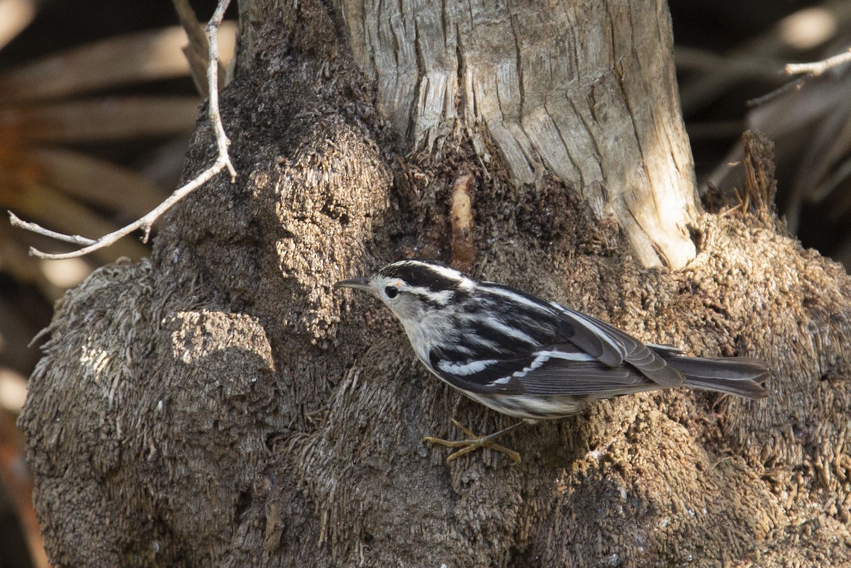 Black-and-white Warbler - ML217035631
