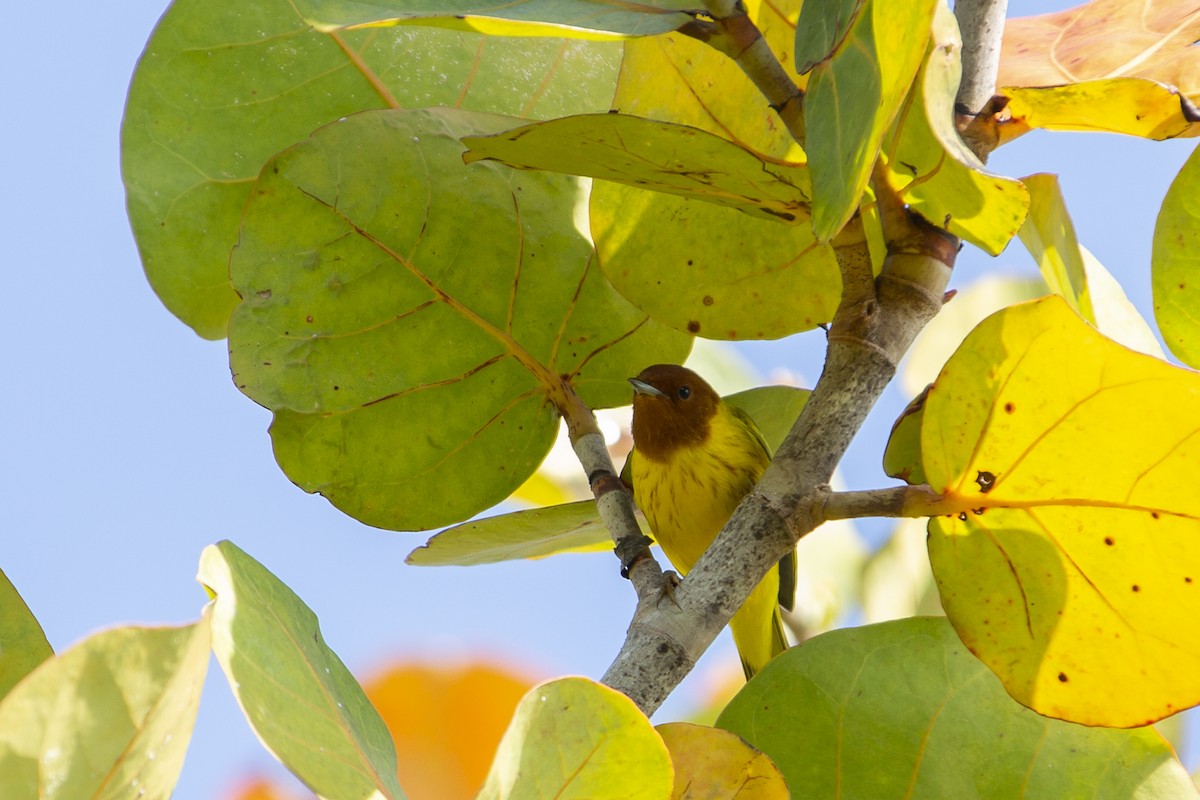 Yellow Warbler (Mangrove) - ML217037481