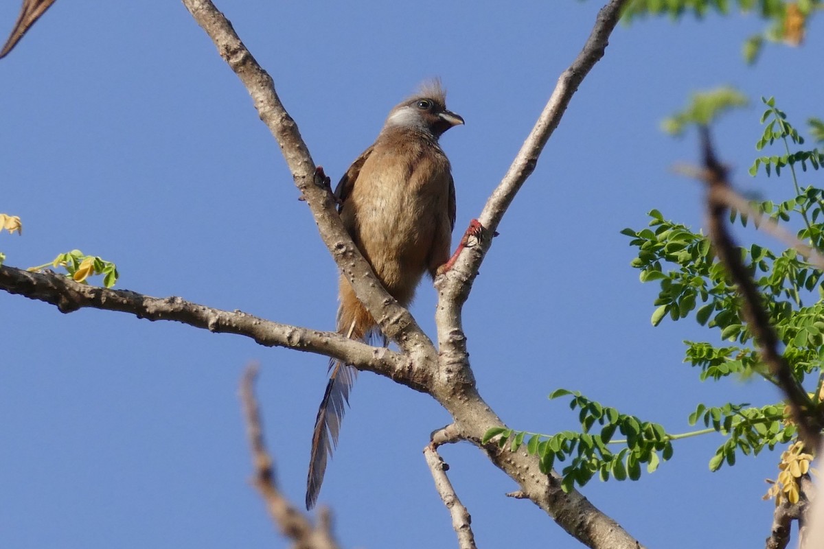 Speckled Mousebird - ML217041121