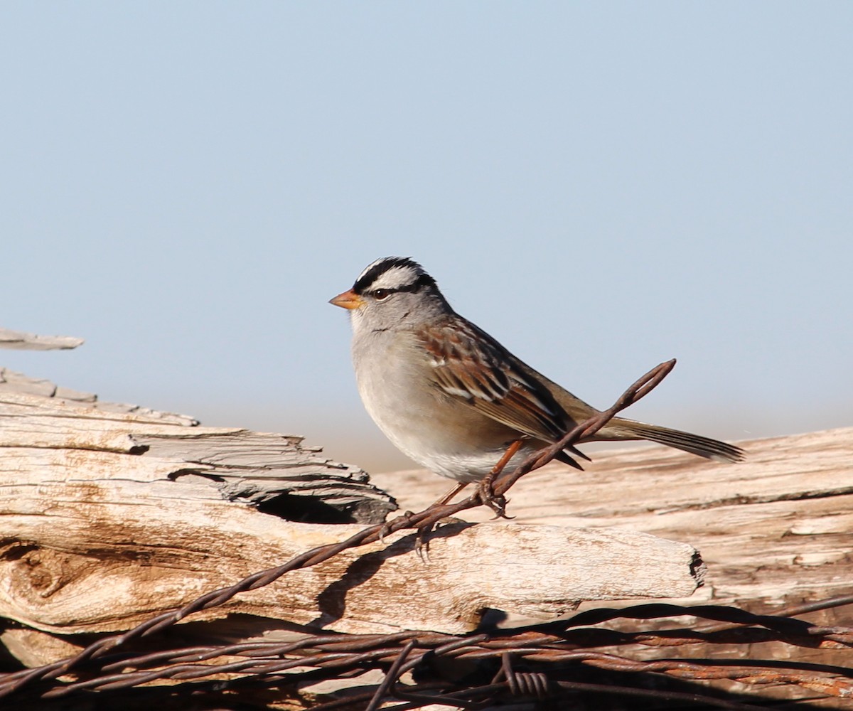 White-crowned Sparrow - ML21704171