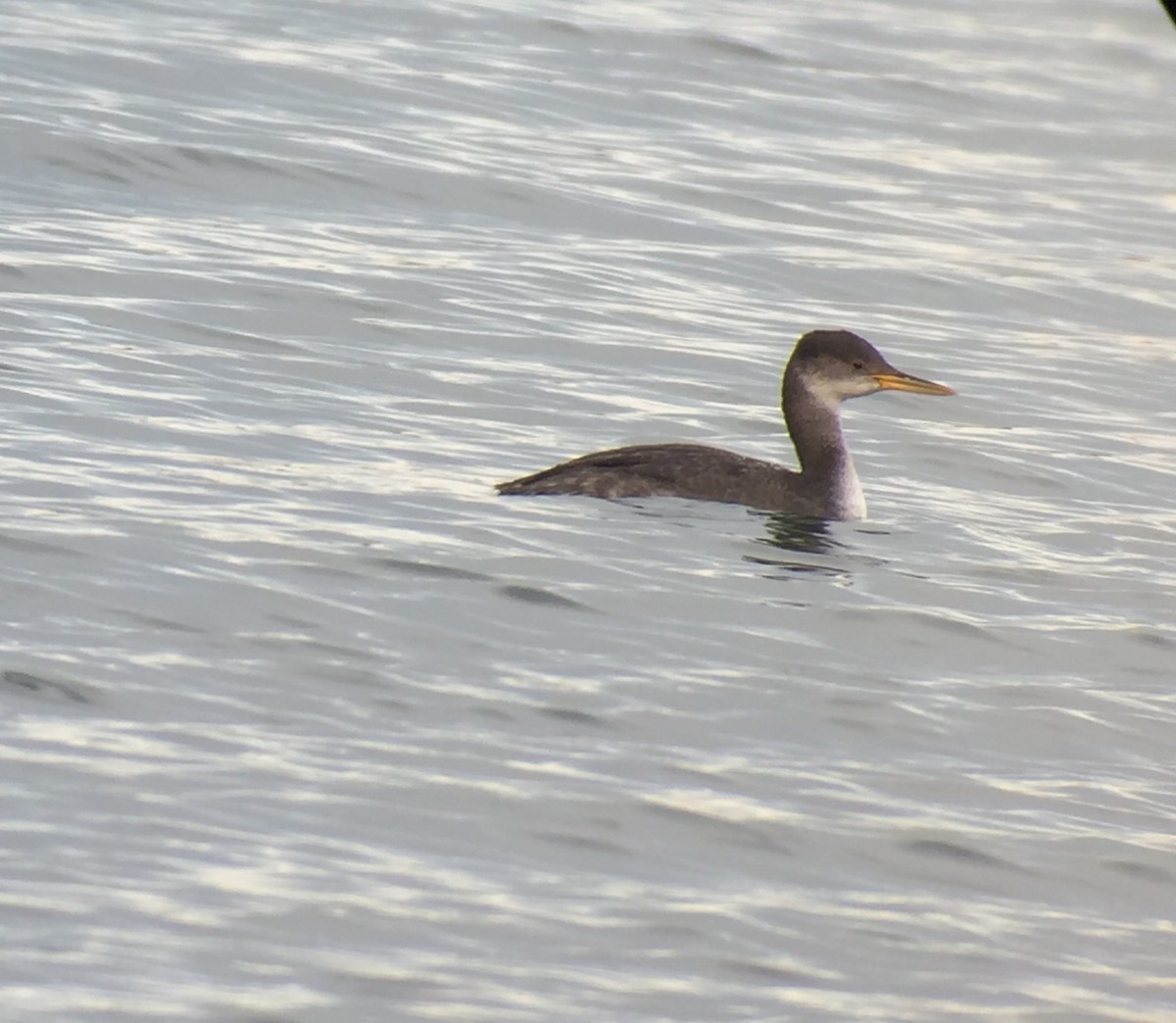 Red-necked Grebe - ML21704211