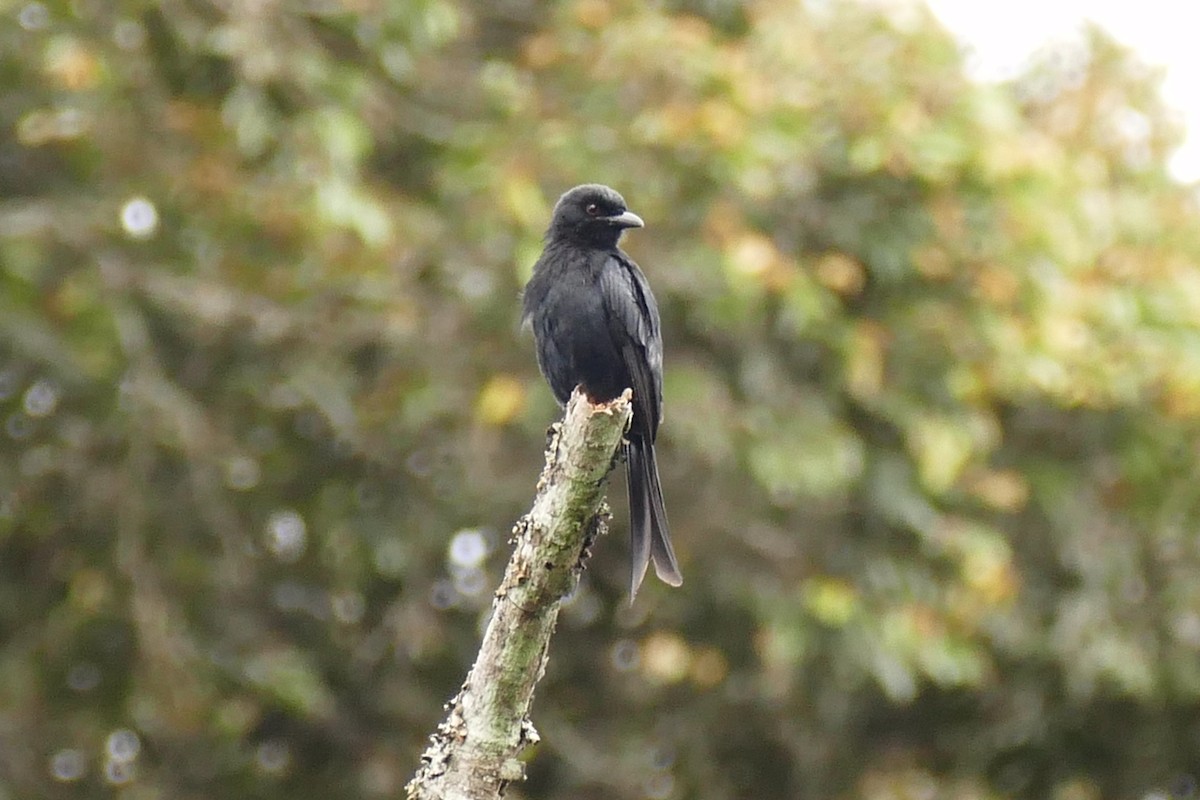 Fork-tailed Drongo - ML217049061