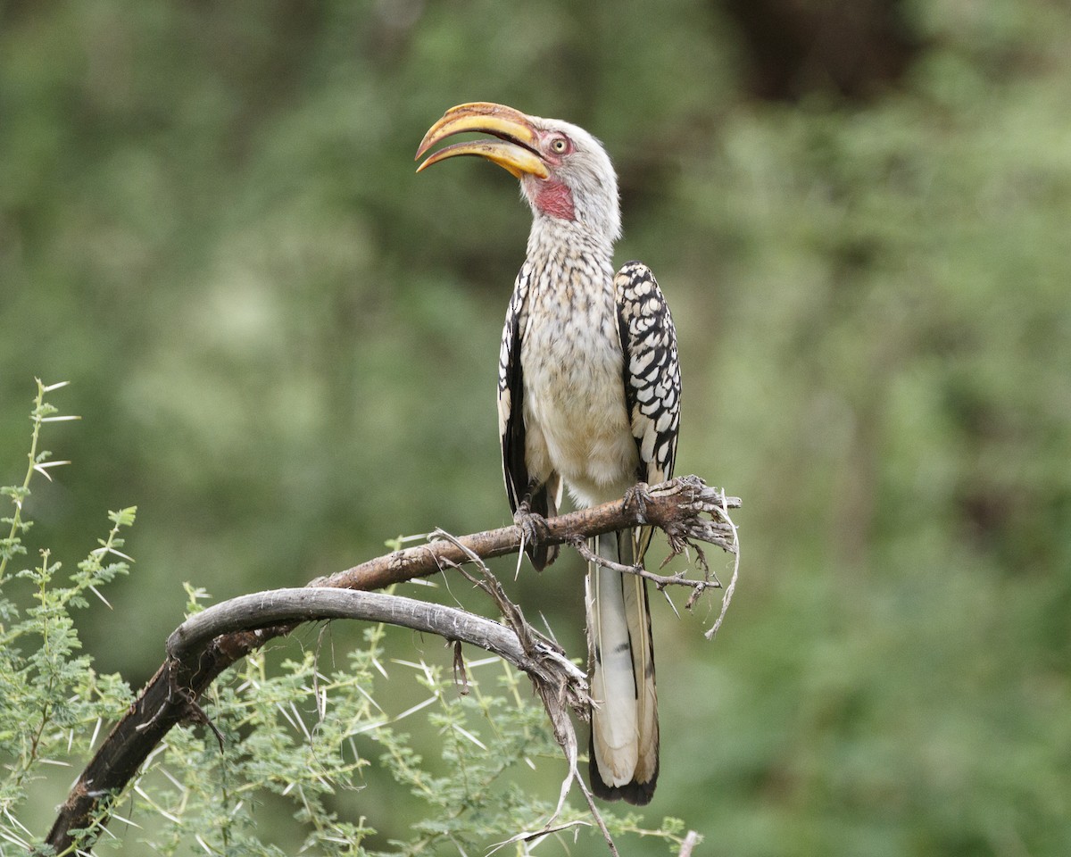 Southern Yellow-billed Hornbill - Silvia Faustino Linhares