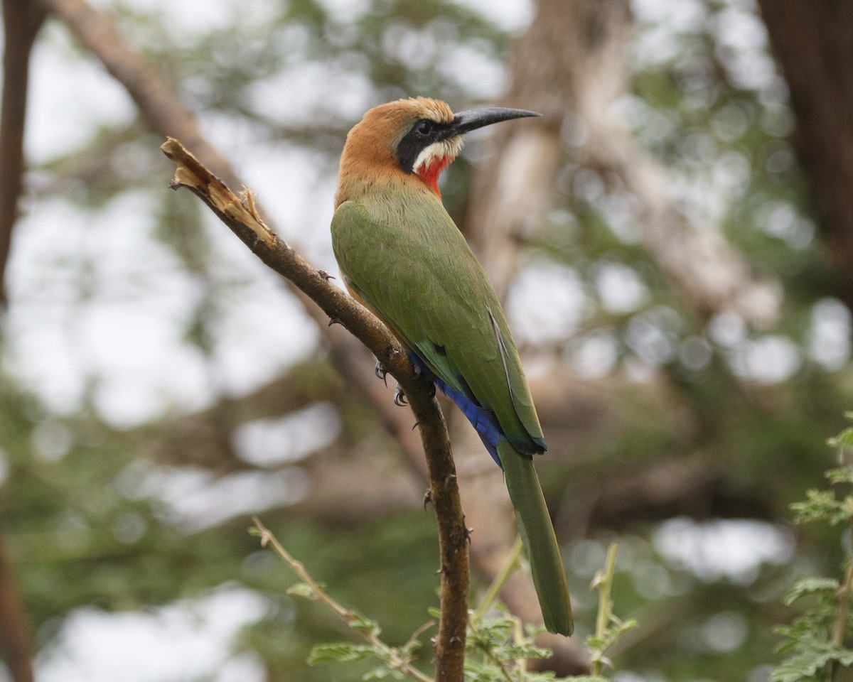 White-fronted Bee-eater - ML217049971