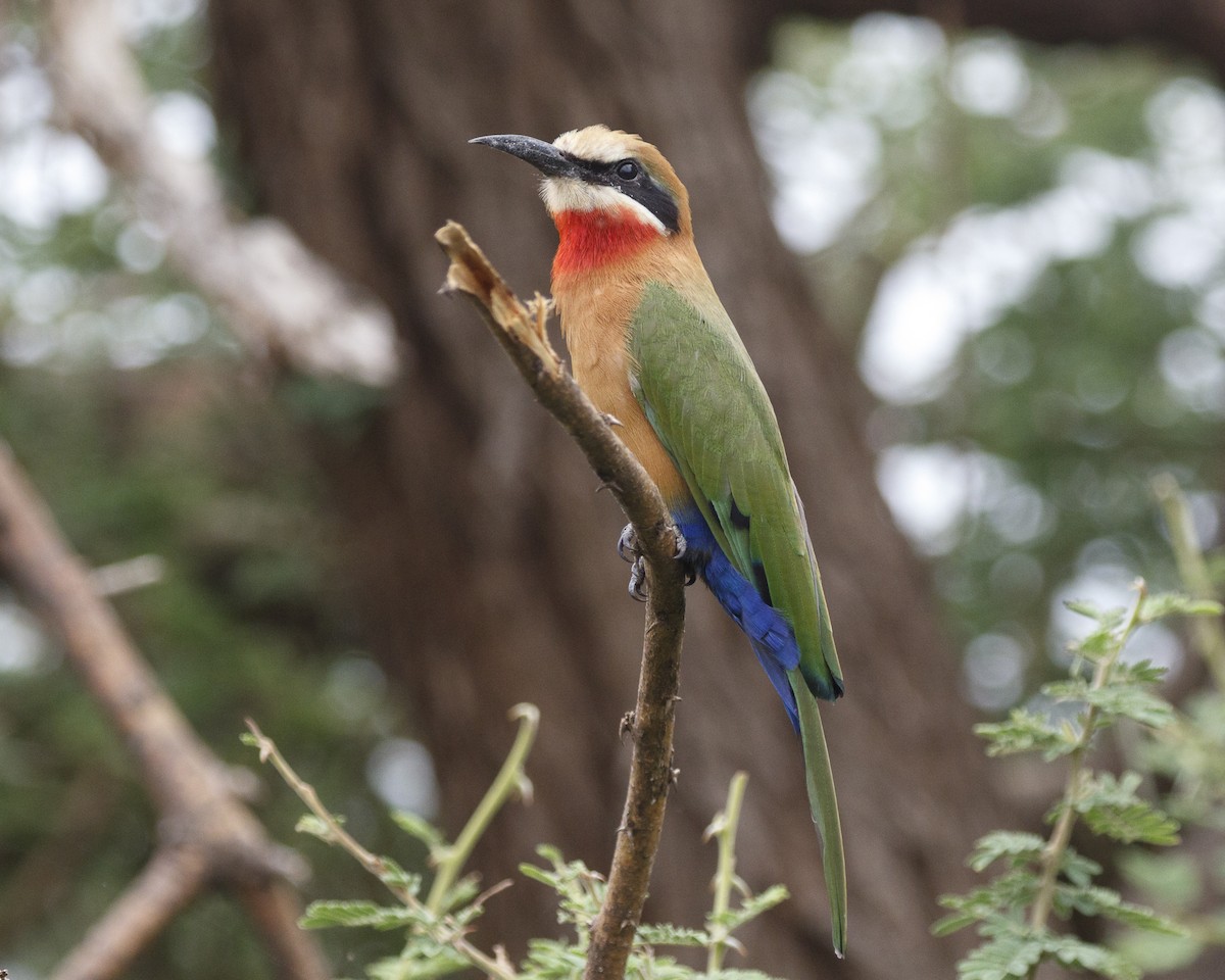 White-fronted Bee-eater - ML217050441