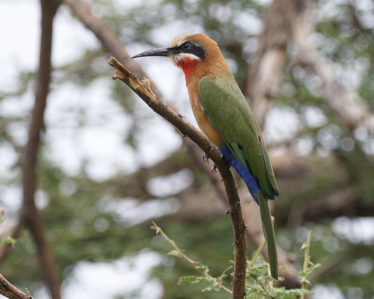 White-fronted Bee-eater - Silvia Faustino Linhares
