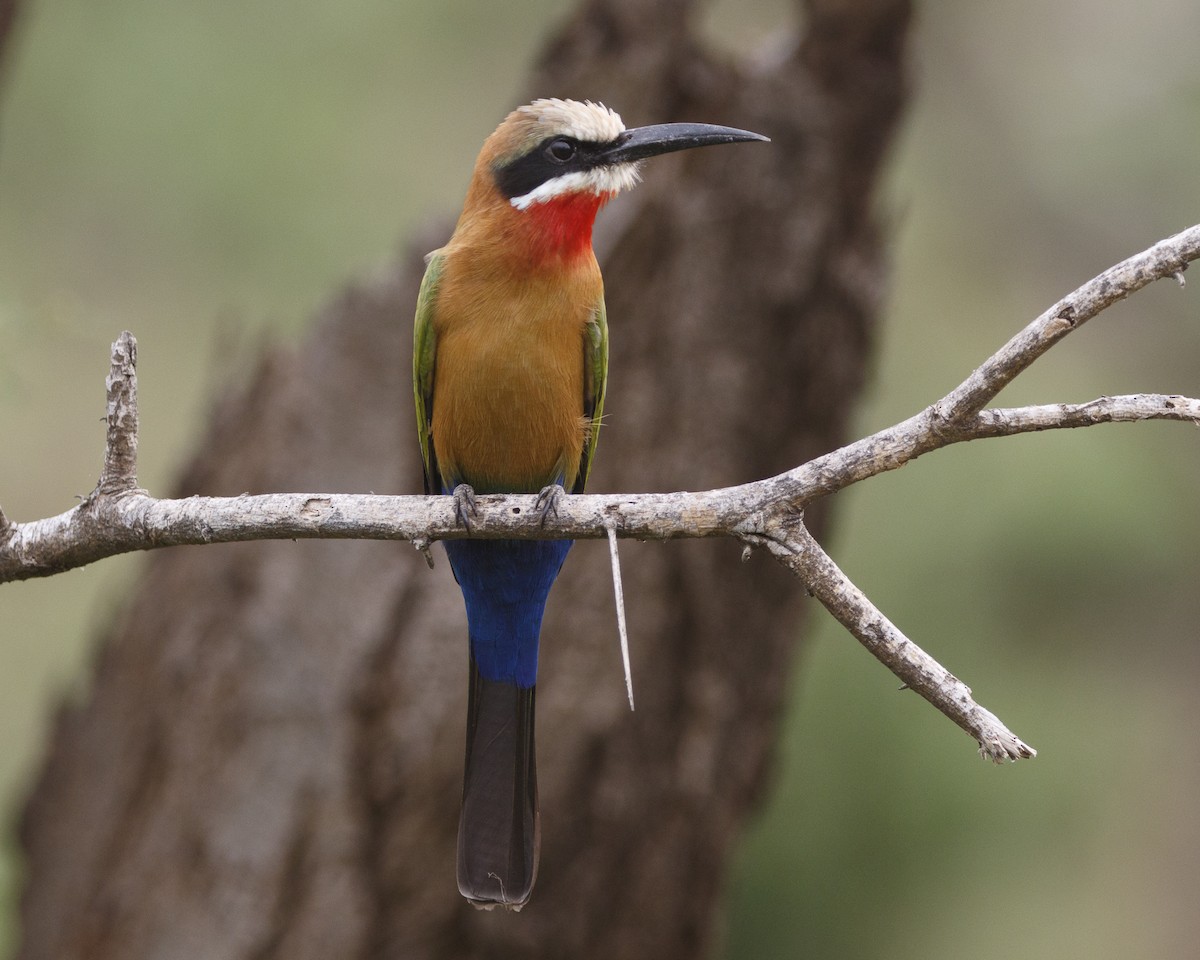 White-fronted Bee-eater - Silvia Faustino Linhares