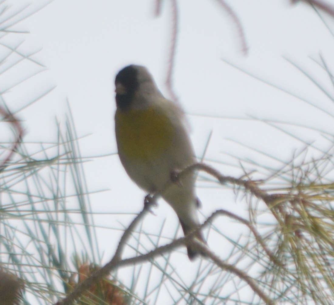 Lawrence's Goldfinch - ML217052641