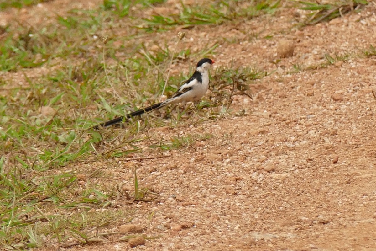 Pin-tailed Whydah - ML217052931