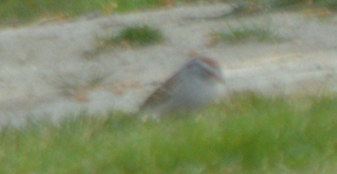Chipping Sparrow - ML217055001
